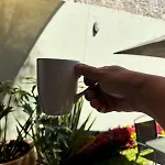 Begonias Loft